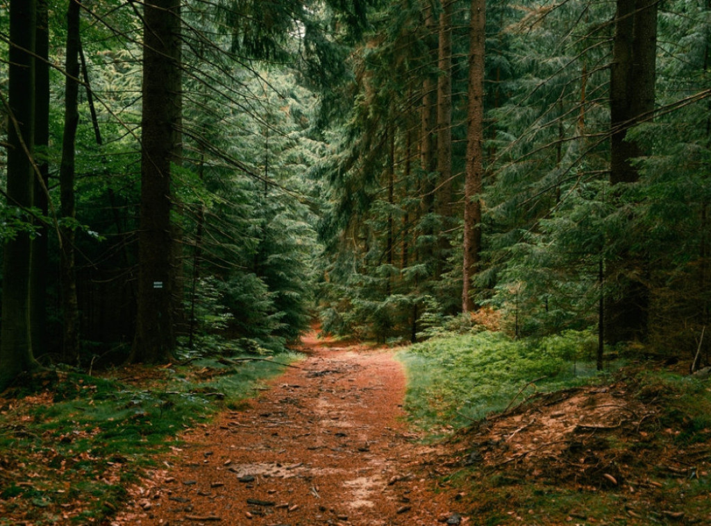 Javno preduzeća "Srbijašume" poziva na odgovornost i zaštitu šuma zbog povećanog rizika od požara
