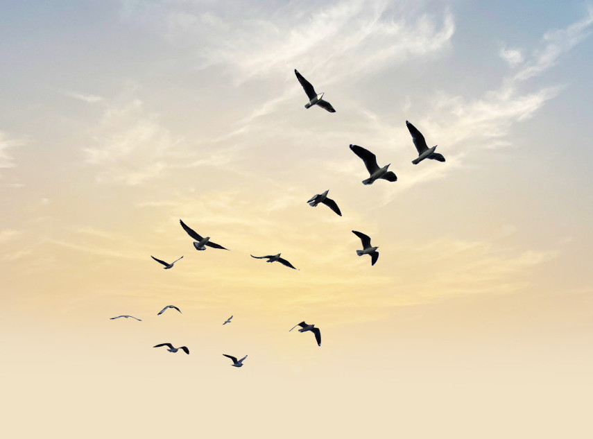 Populacije ptica koje se hrane insektima u Francuskoj oporavljaju se nakon zabrane pesticida