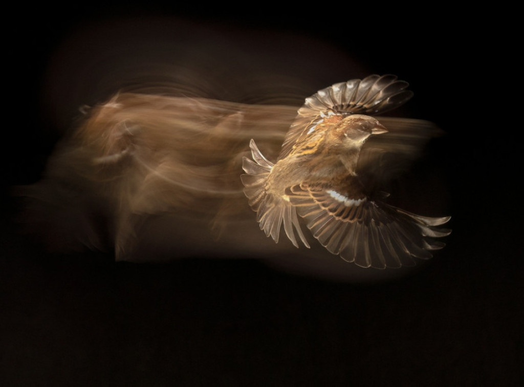 Društvo za zaštitu ptica: Prvi slučaj ptice voljić maslinar zabežen u Rujenu