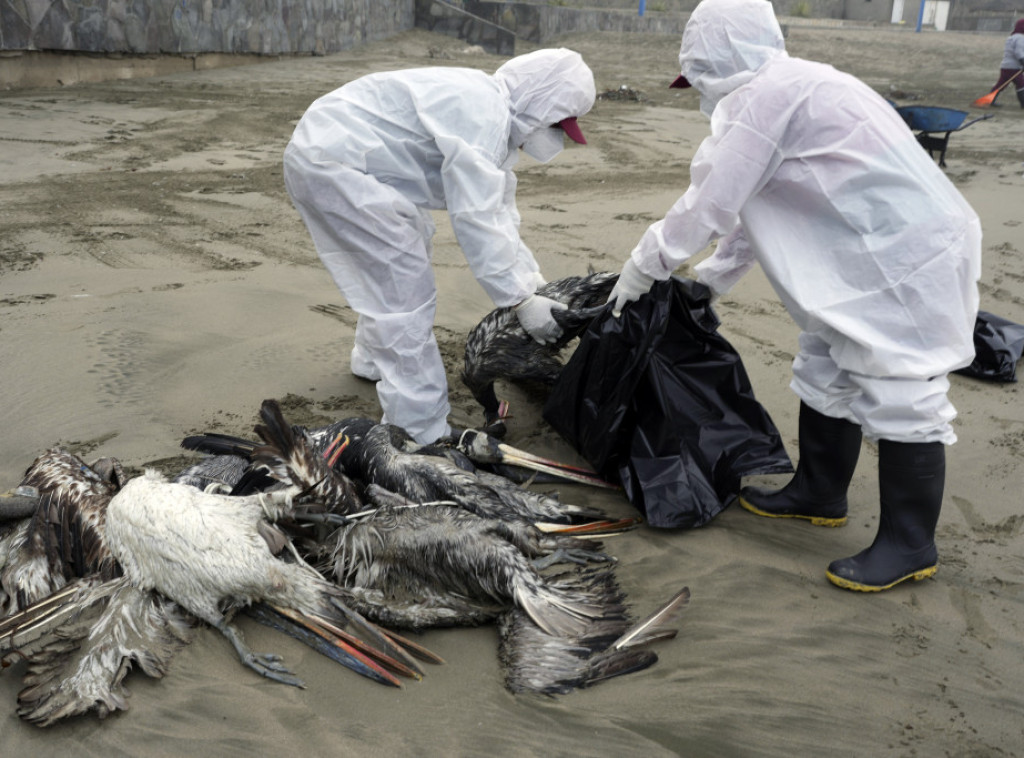 Zbog ptičjeg gripa Meksiko, Čile i Urugvaj obustavili uvoz živine iz Brazila