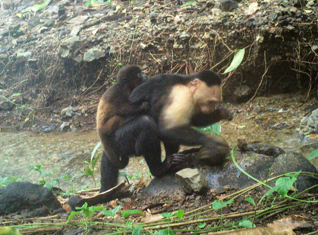 Naučnici snimili neobično ponašanje majmuna koji otimaju mladunce druge vrste