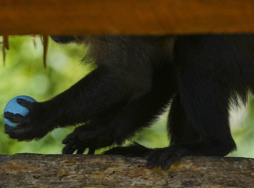 Nepal sprovodi popis majmuna zbog problema u selima