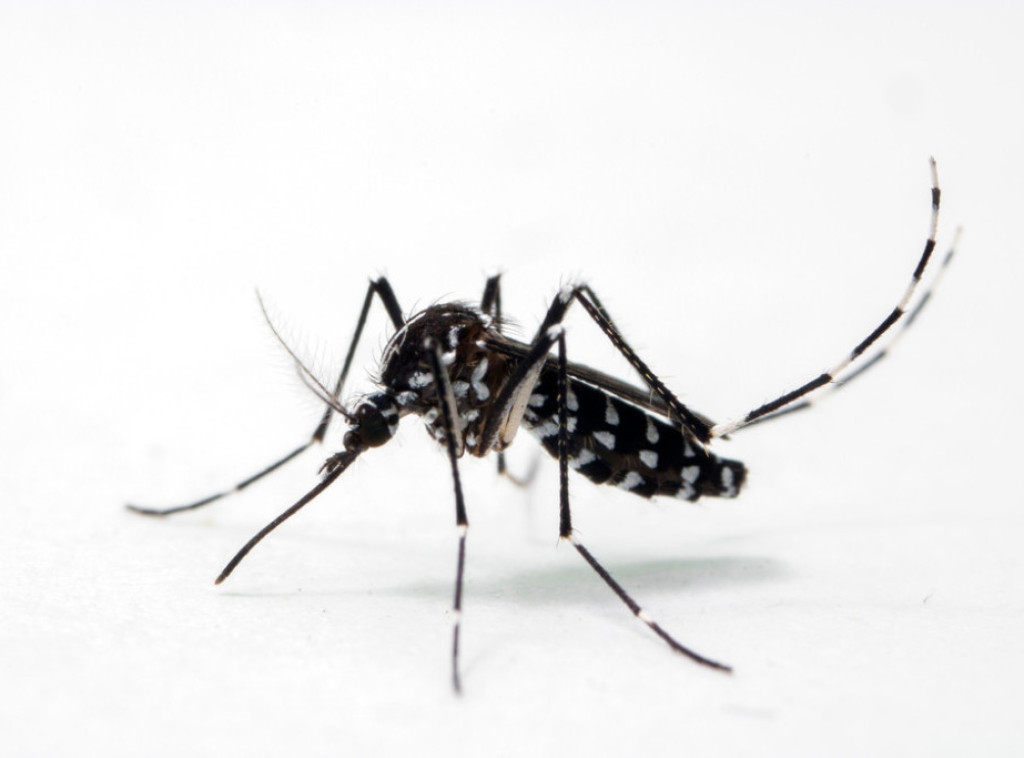 Španija: Uz pomoć sistema koji koristi AI potvrđeno prisustvo tigrastih komaraca