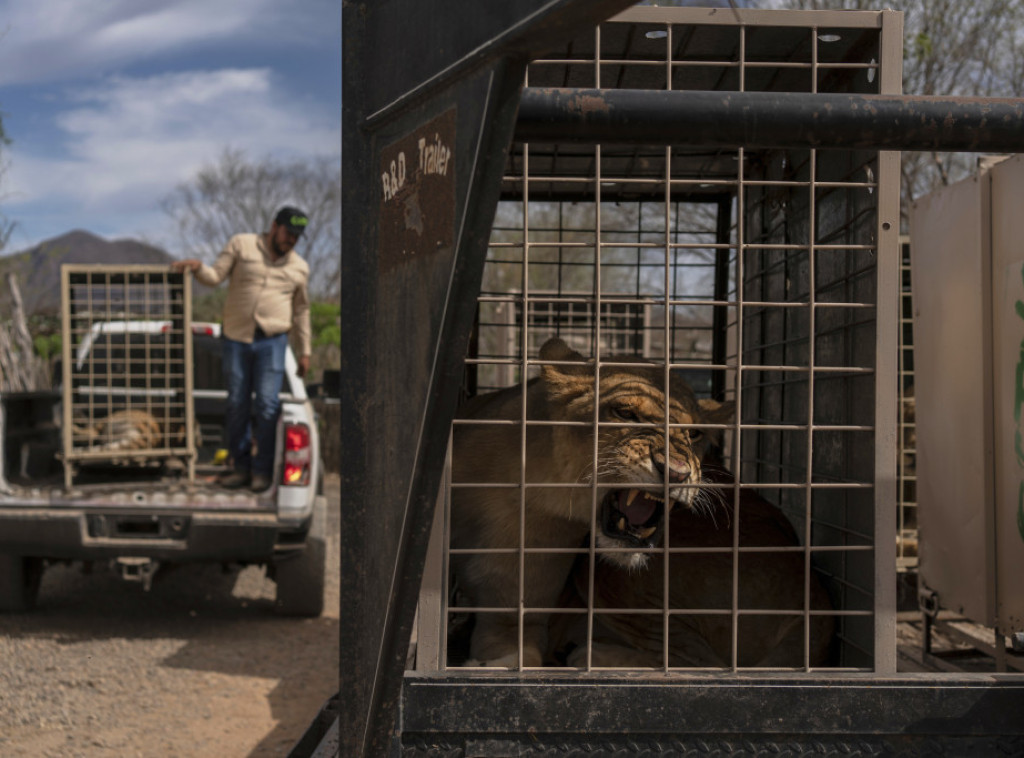 DW: Sve prisutniji šverc divljih životinja donosi velike sume novca
