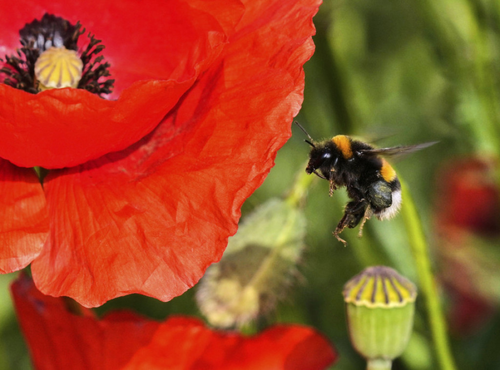 Japan: Zemljište iz Fukušime u cvetnim lejama ispred kancelarije premijera