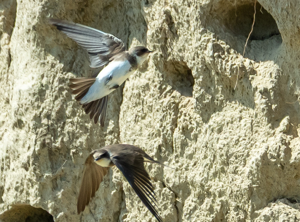 Počinje prvi nacionalni popis lasta bregunica, građani da jave ukoliko ih vide