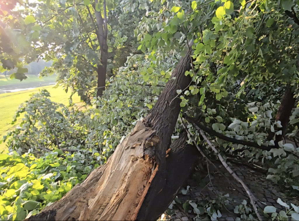 Jak vetar polomio ogromno stoletno stablo u Pirotu