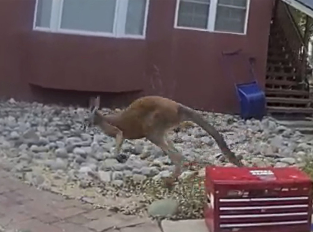 Rusija: Pronađen kengur Sidni koji je pobegao iz zoo vrta