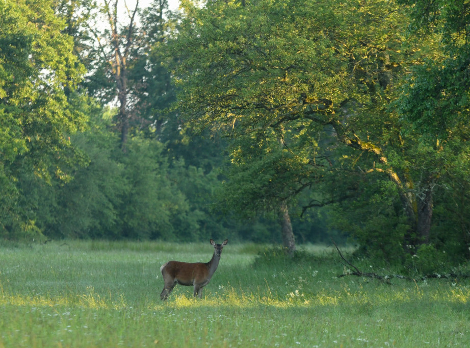 Novim zakonom do bolje zaštite životinja, predlozi i sugestije na nacrt do 22. avgusta