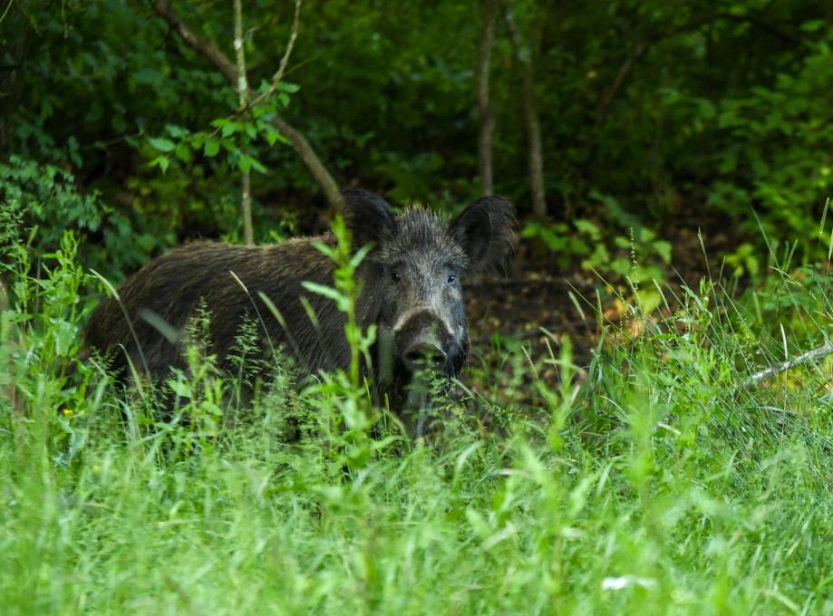 Divlja svinja ušetala u Tesko u Češkoj, policija je izvela na bezbedno
