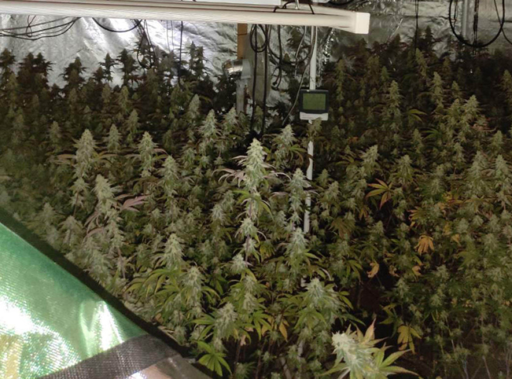 U Sremskoj Mitrovici pronađena laboratorija za uzgoj marihuane i zaplenjeno sto grama kokaina