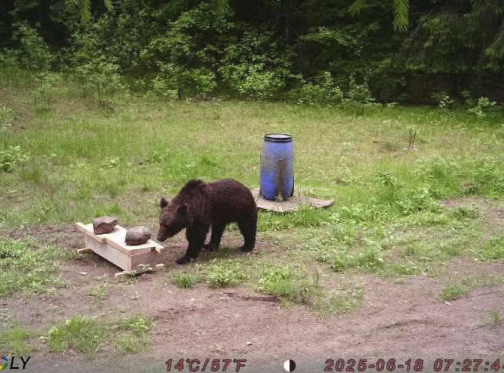 Medvedi pobegli iz parka i pojeli za sat vremena zalihe meda za celu nedelju