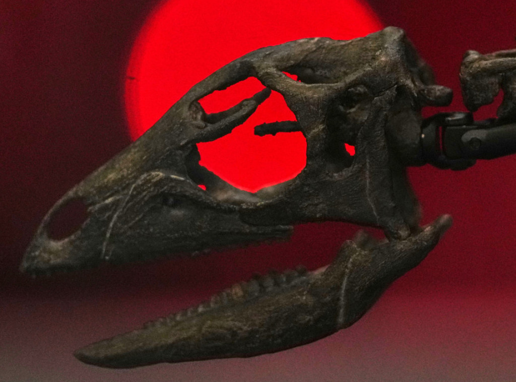 Otkrivena nova vrsta dinosaurusa: "Zagonetni trkač" u britanskom Prirodnjačkom muzeju