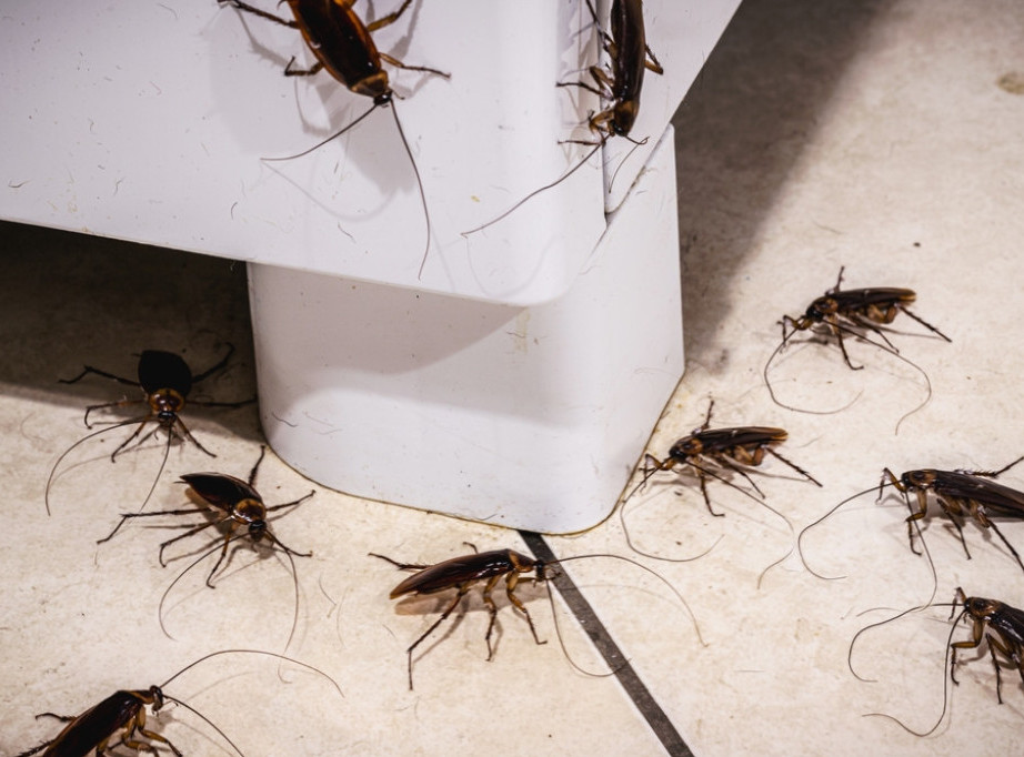 Najezda bubašvaba u Osijeku