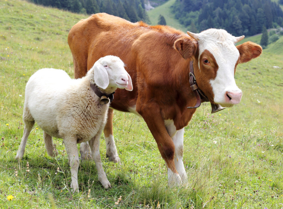 Evrostat: Broj grla stoke u EU nastavio da opada i tokom 2024. godine