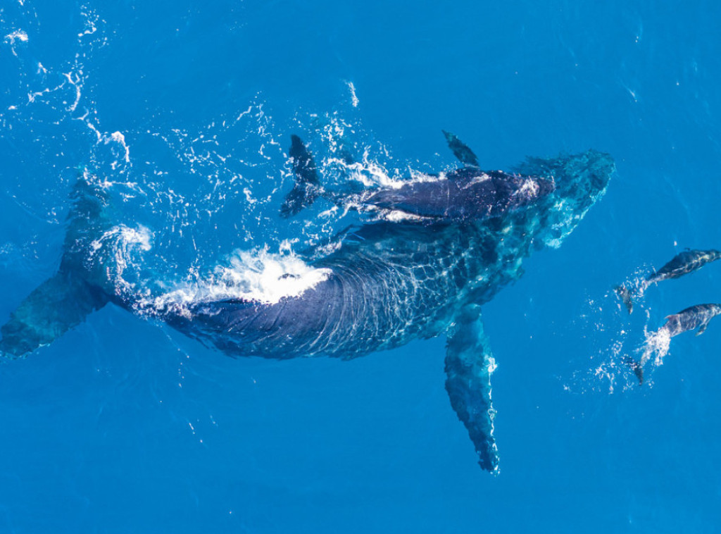 Meksiko zabranio predstave sa delfinima i kitovima