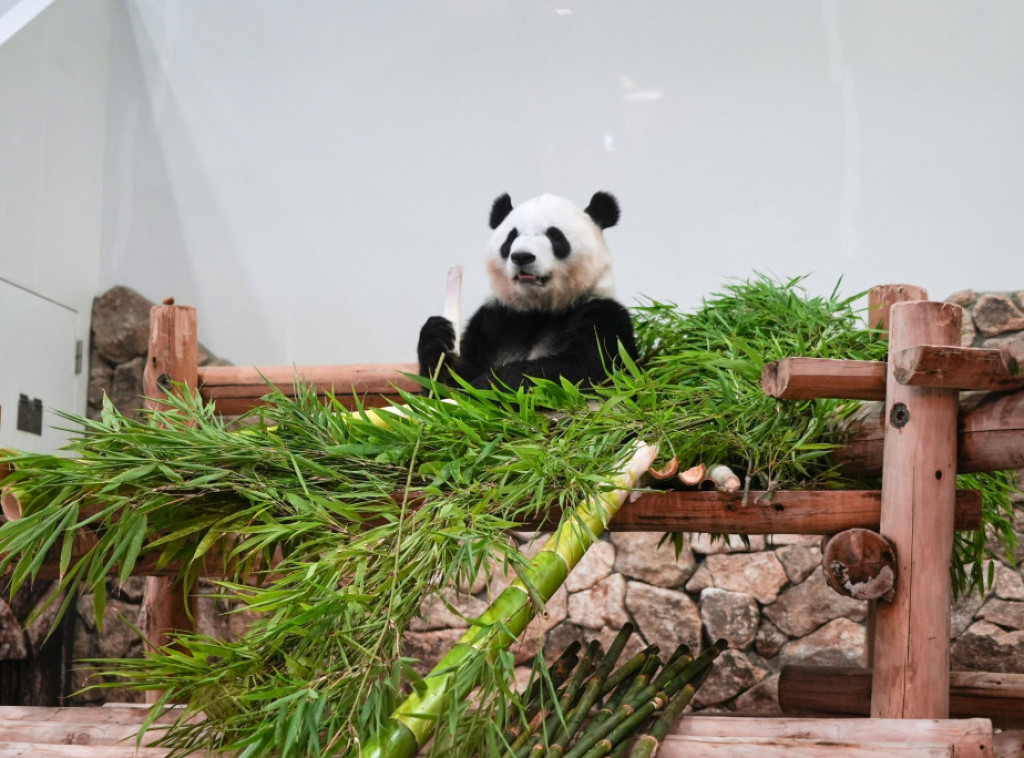 Sve četiri pande iz zoološkog vrta u zapadnom Japanu vraćene u Kinu