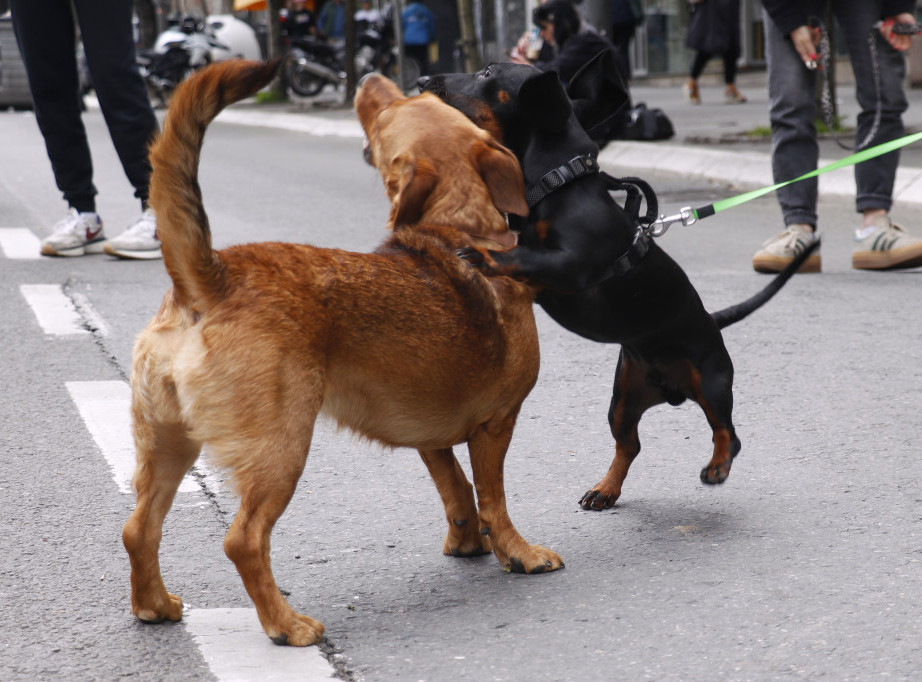 "PETA" kritikovala Kejti Prajs zbog nabavke psa, nakon što joj je više ljubimaca uginulo