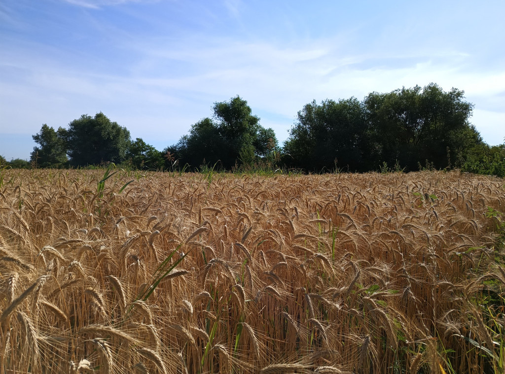 RZS: Ove godine očekuje se proizvodnja 3,60 miliona tona pšenice, za 24,3 odsto više nego lane