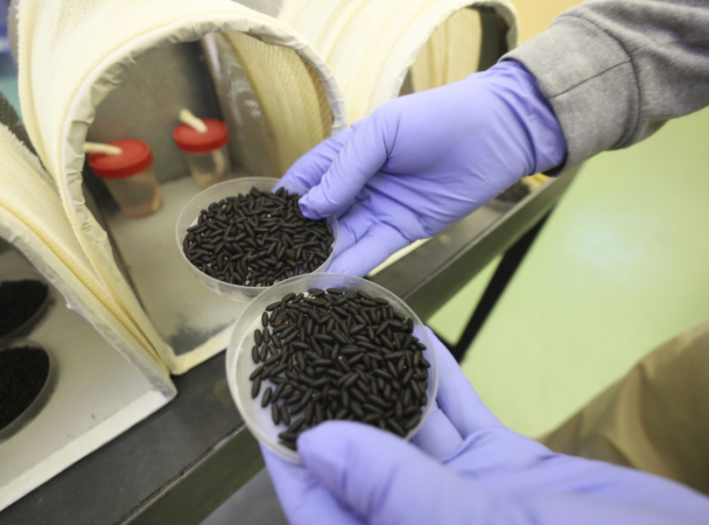 Američka vlada planira uzgoj milijardi sterilnih muva da bi suzbila opasnu larvu