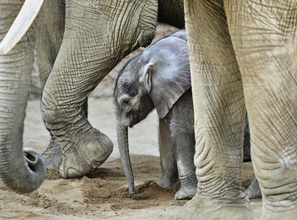 Zambija: Dve turistkinje poginule kada je na njih naletela slonica i pregazila ih