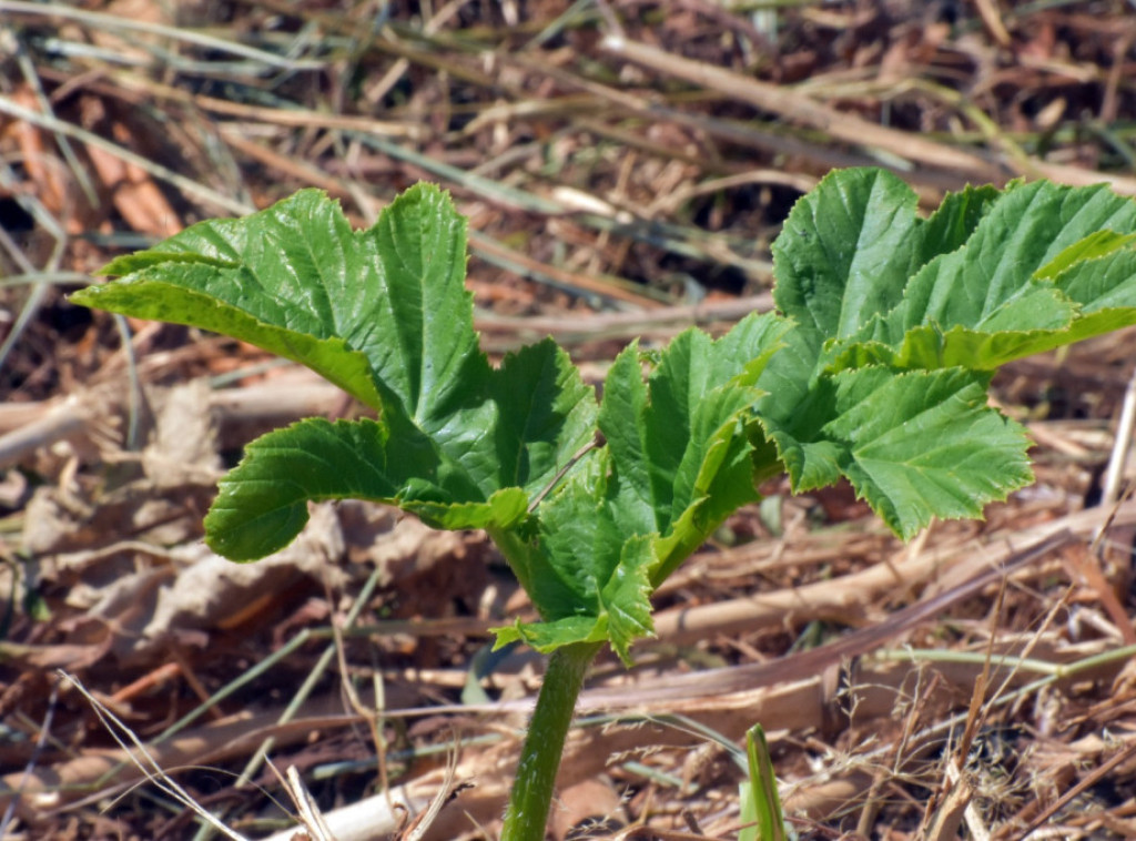 Počelo suzbijanje invazivne alohtone divlje vrste na području Pančevačkog rita