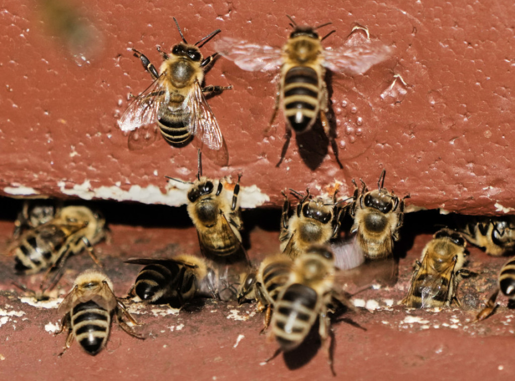 Pčele napale prolaznike u francuskom gradu Orijaku, tri osobe u kritičnom stanju