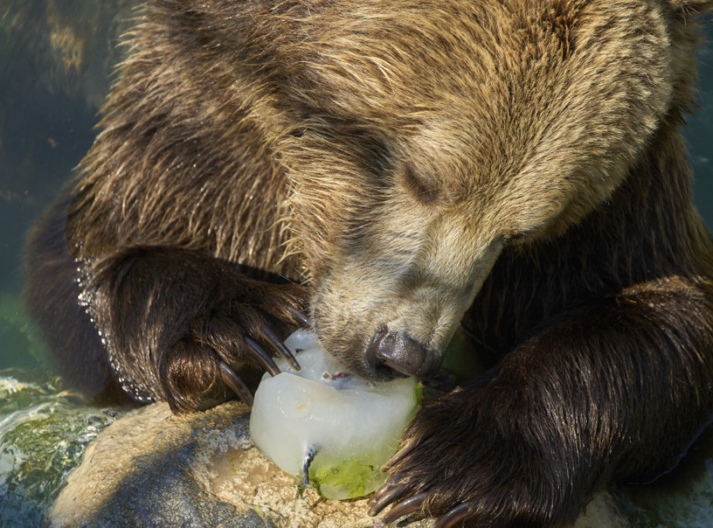 Medved ubio turistu u Karpatima u Rumuniji nakon što je pokušao da ga nahrani