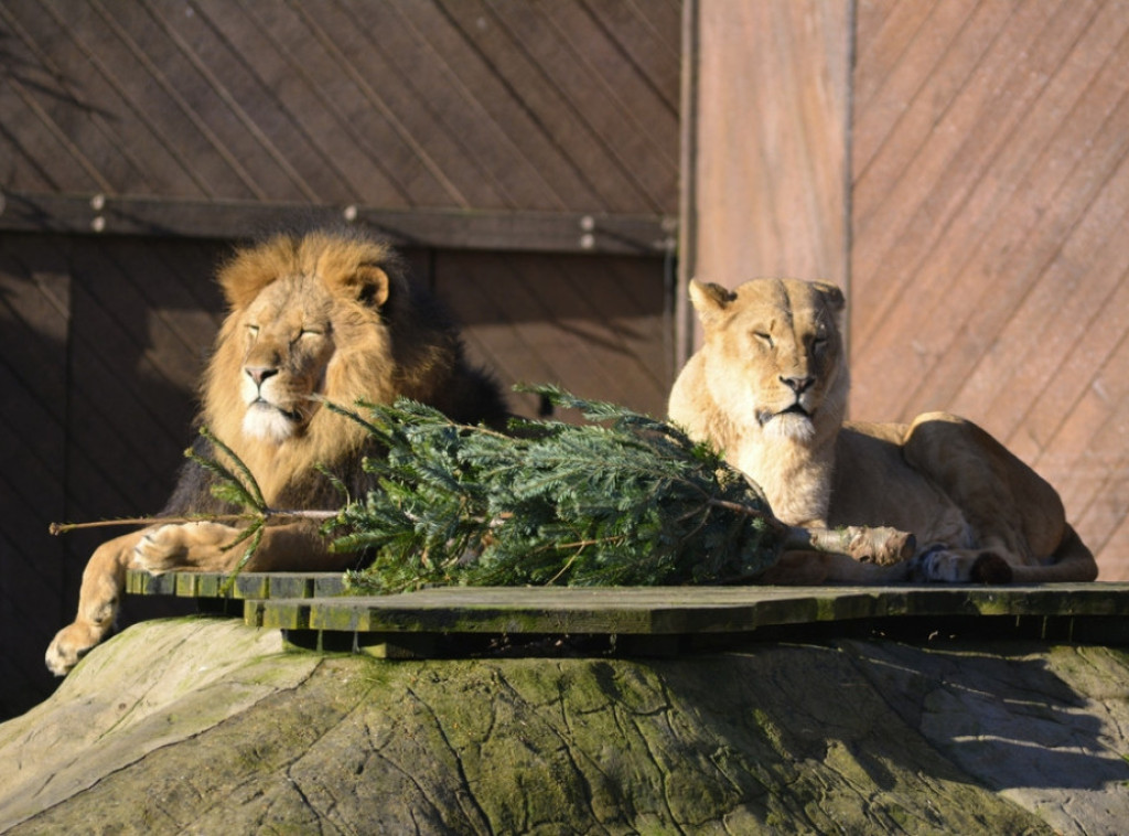 Pakistanske vlasti oduzele 18 lavova koji su ilegalno držani kao kućni ljubimci