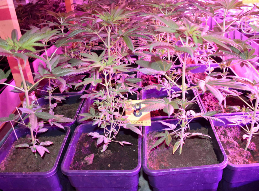 Policija u Novom Sadu zaplenila marihuanu i uhapsila muškarca