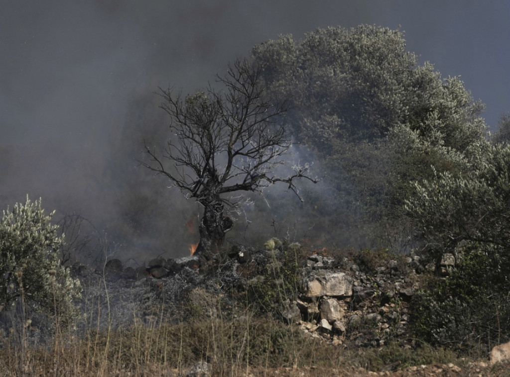 Vafa: Izraelski doseljenici uništili najmanje 60 stabala maslina na Zapadnoj obali