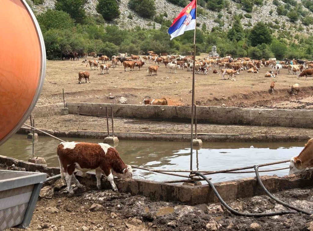 Ministarstvo poljoprivrede obezbedilo cisterne sa vodom za životinje na Suvoj planini