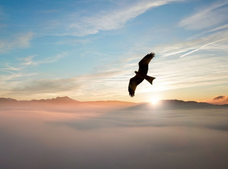 Društvo za zaštitu i proučavanje ptica kupilo šumu u kojoj žive strogo zaštićene vrste ptica u Plandištu