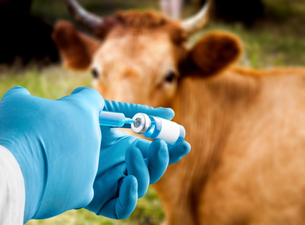 Hrvatska: U Šibensko-kninskoj županiji od 46 testiranih uzoraka, 17 pozitivno na antraks