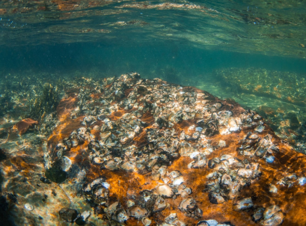 Belgija pušta 200.000 ostriga u Severno more radi obnove morskog ekosistema