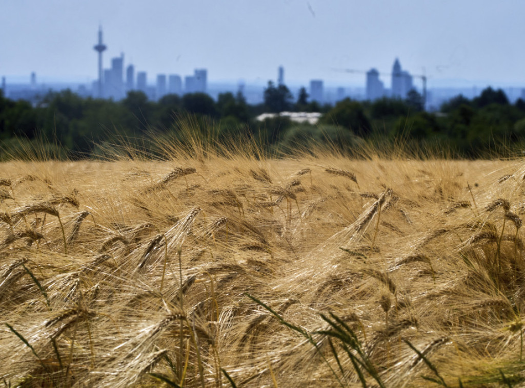 Severna Koreja očekuje bogatu žetvu, uprkos upozorenju UN da joj treba pomoć u hrani