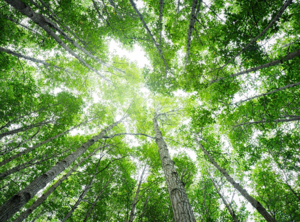 Uprava za šume: U uslovima ekstremno visokih temperatura ograničiti aktivnosti lovaca