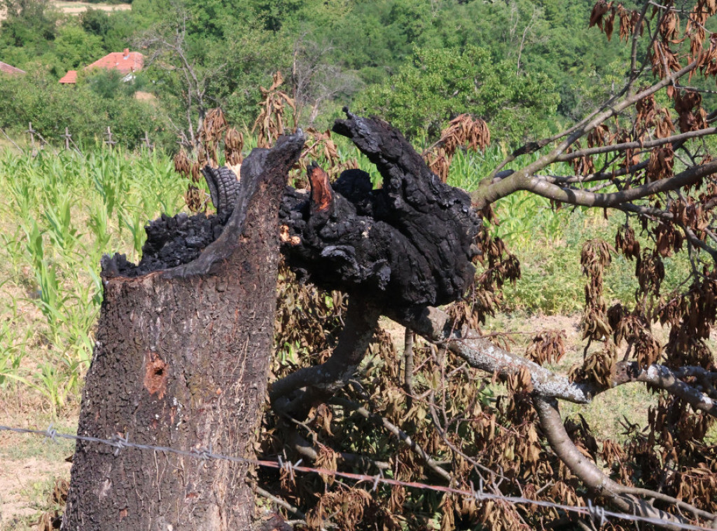 Požar na Lovćenu pod kontrolom, vatrogasci celu noć bili na terenu