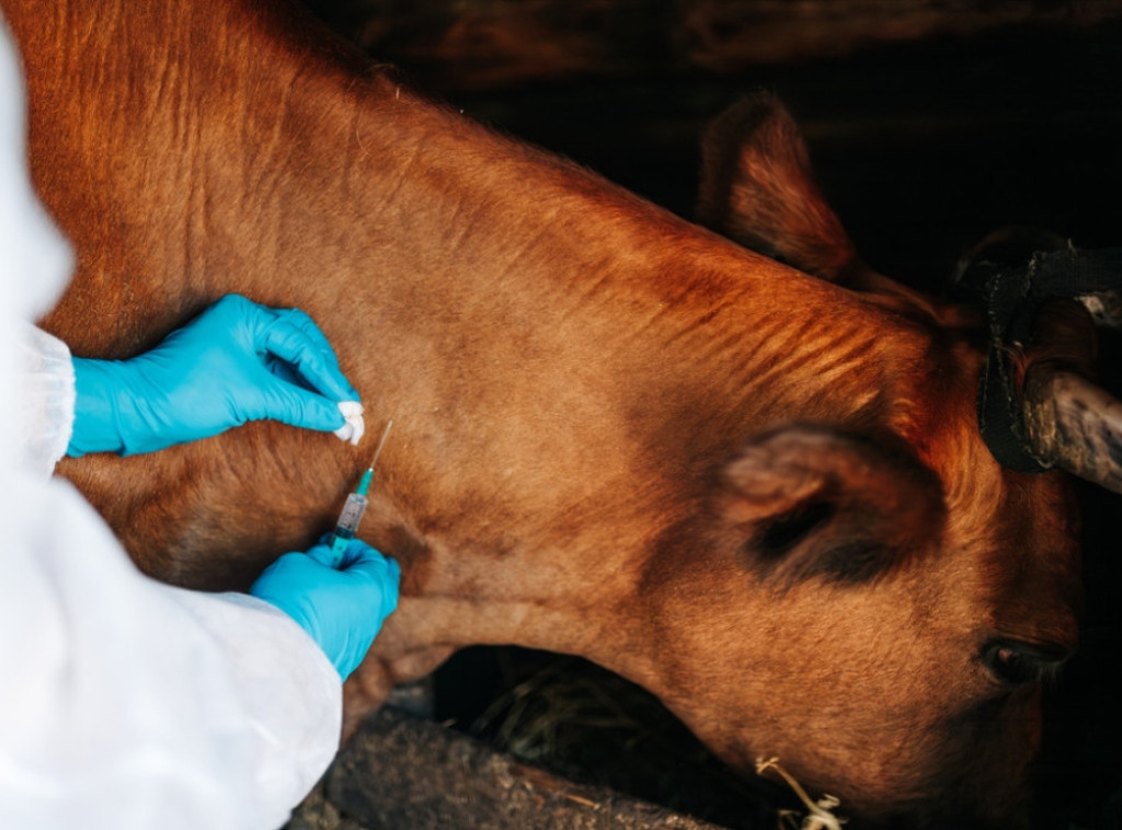 Hrvatska: Zaključno sa današnjim danom pozitivno 40 uzoraka na antraks