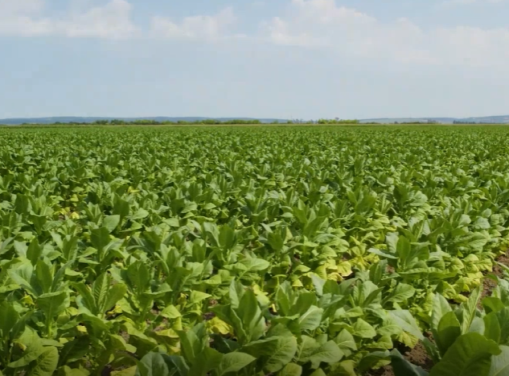 Od 27. aprila do 16. maja Javna rasprava o dopunama Zakona o duvanu