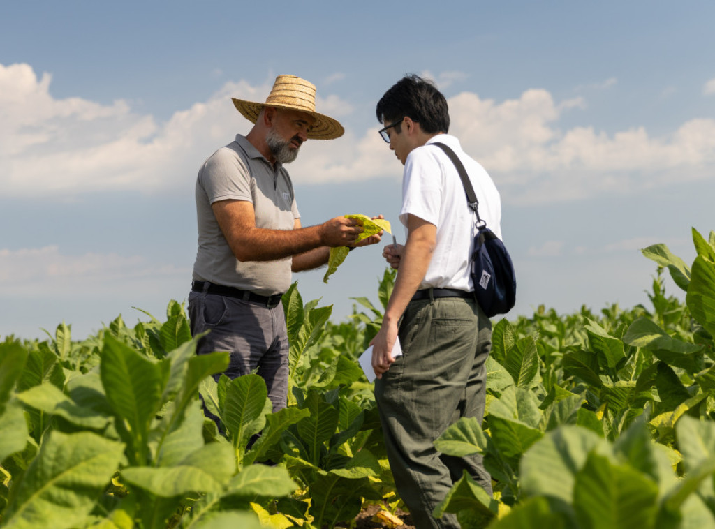 Oko 6.000 hektara u Srbiji pod zasadom duvana