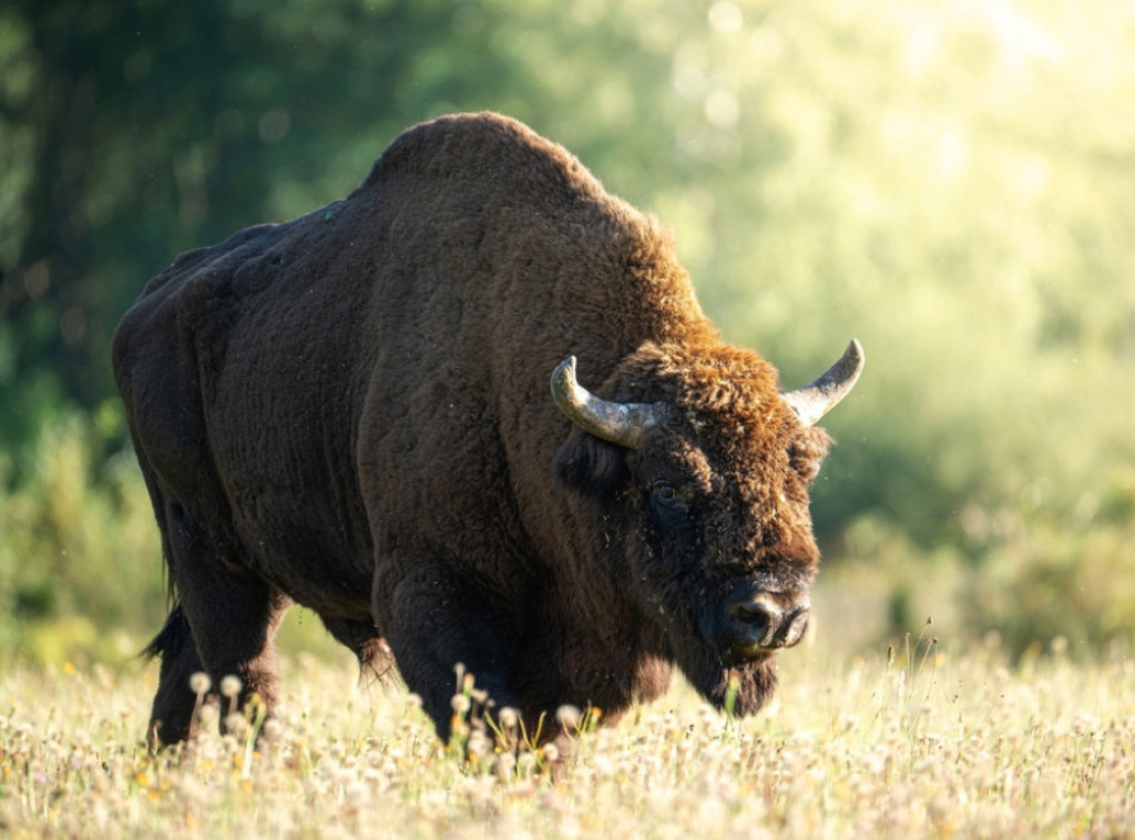 U selu blizu Prištine primećeno nekoliko bizona