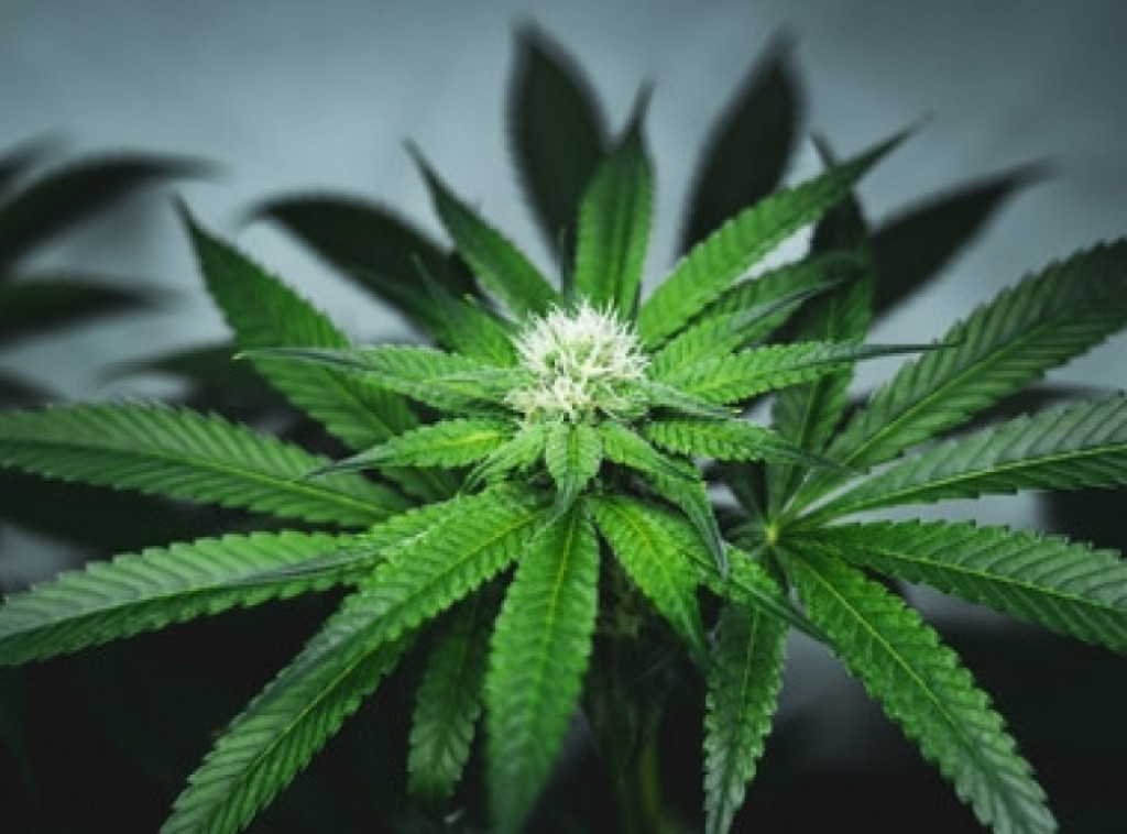 Maroko: Broj legalnih farmi kanabisa raste, ali crno tržište dominira