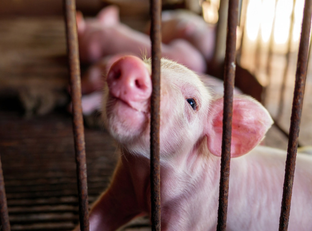 Prvi veštački jednjak uspešno transplantovan kod svinja