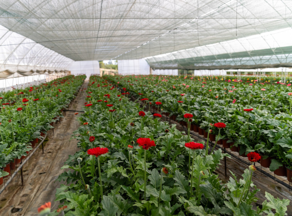Ministarstvo poljoprivrede: U Srbiji se 90 odsto gerbera uvozi, ima potencijala da se gaji kod nas