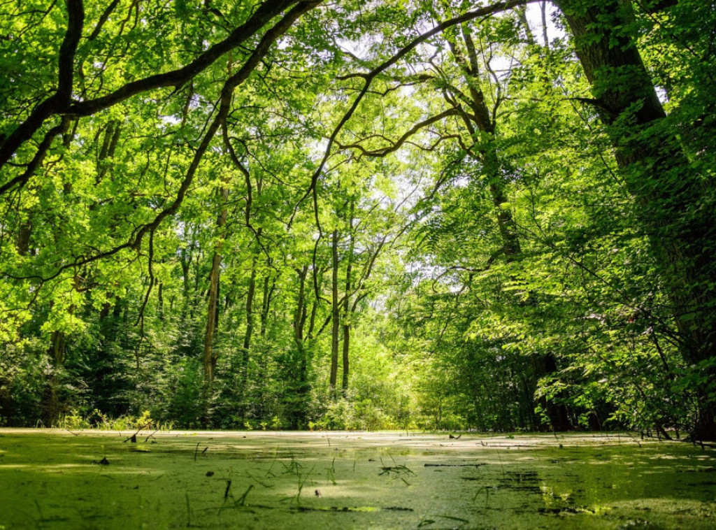 Pokrenut postupak zaštite Specijalnog rezervata prirode „Bosutske šume“