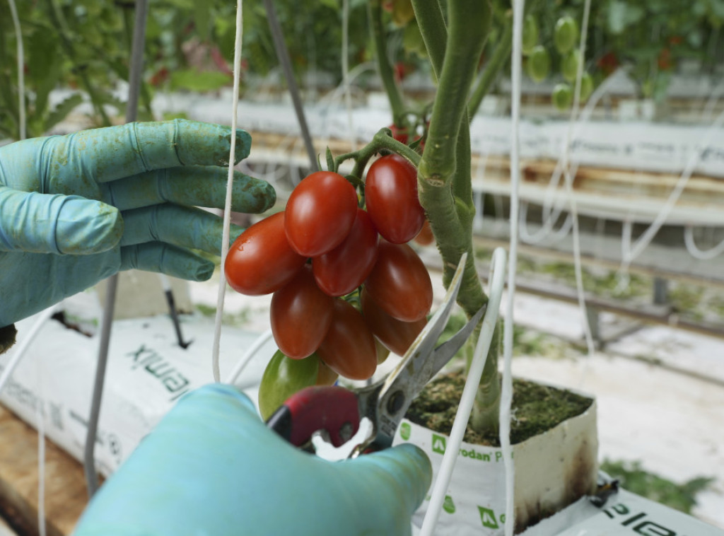 Istraživanje: Krompir evoluirao od biljke koja je povezana s paradajzom