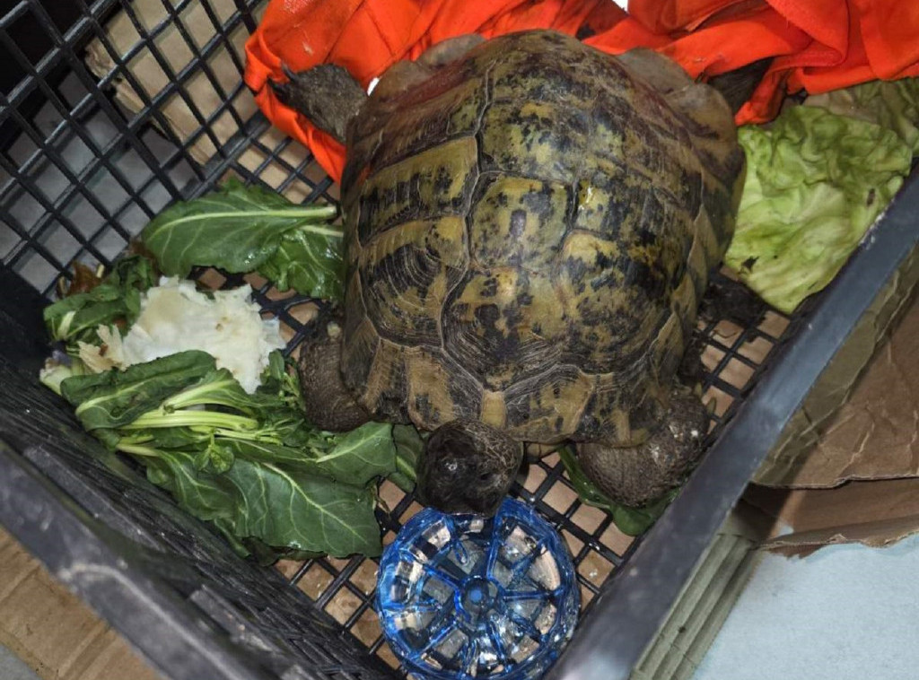 Uprava carina: Strogo zaštićena kornjača pronađena u gepeku na Kelebiji