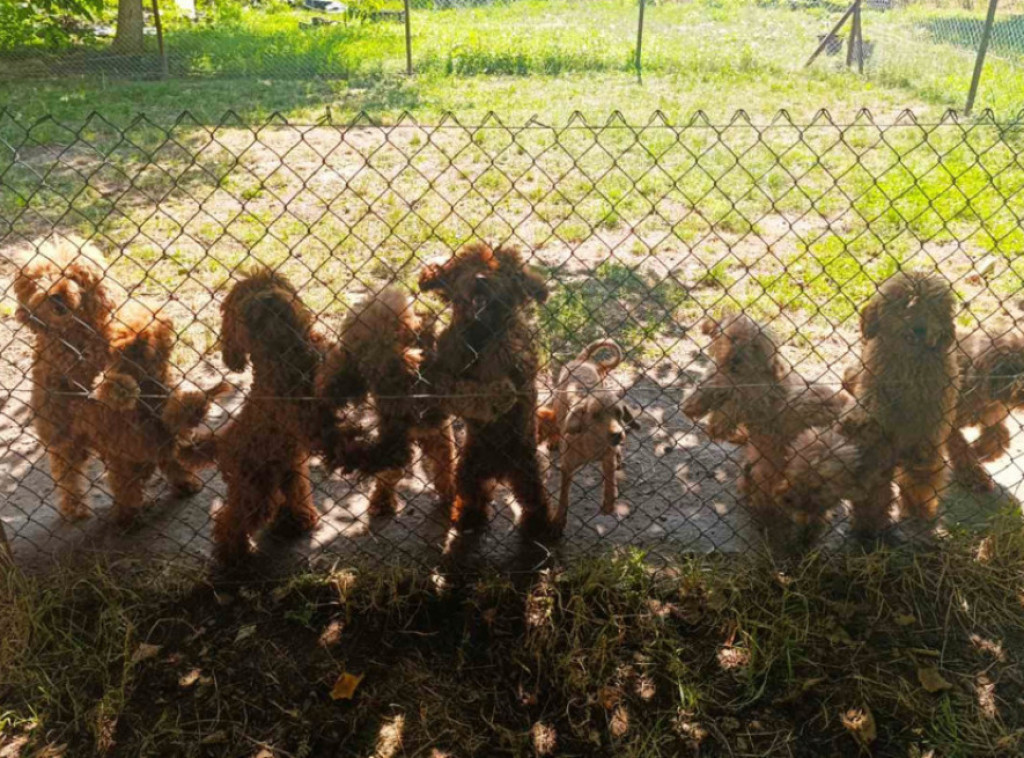 PU Zrenjanin: Krivična prijava zbog nelegalne prodaje pasa