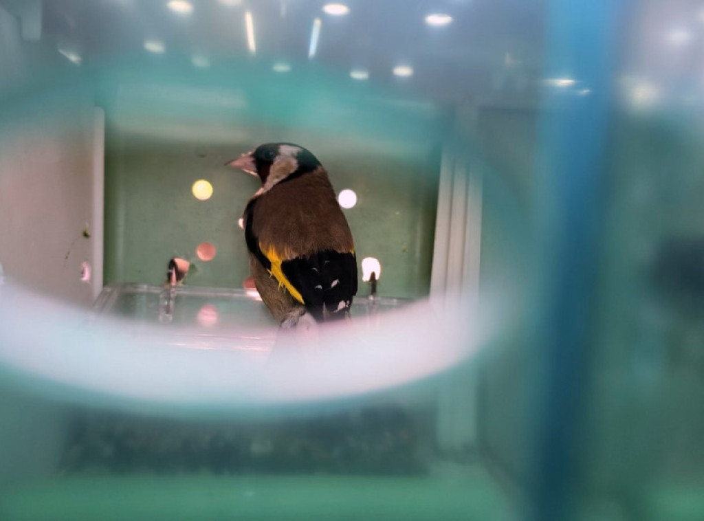 Društvo za zaštitu i proučavanje ptica Srbije pokrenulo projekat za oporavak ptica